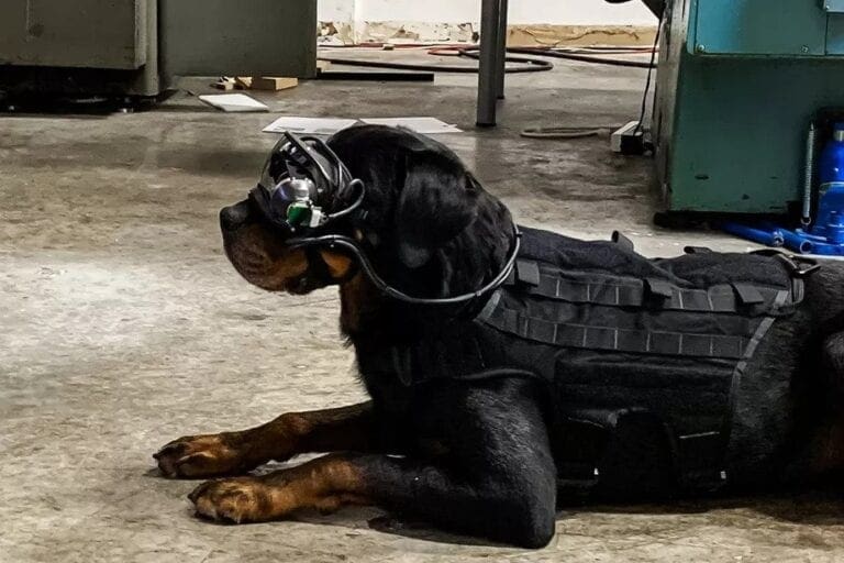 Military dogs will soon get AR goggles for work