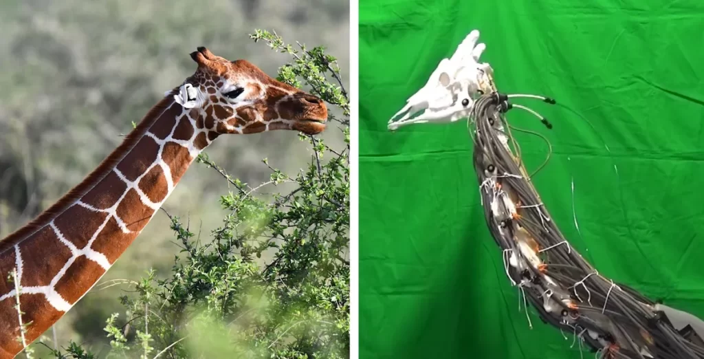 A Giraffe robot was developed by a team of scientists from the Tokyo Institute of Technology. 